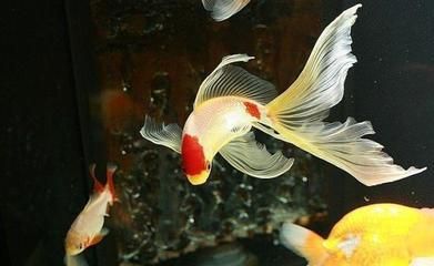 紅龍魚燈光擺放位置圖：紅龍魚燈光擺放位置圖的詳細描述 水族問答 第2張