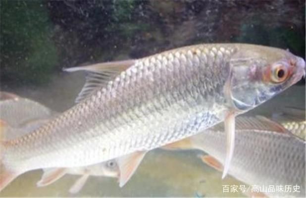 紅龍魚等級劃分：如何判斷紅龍魚的等級？ 水族問答