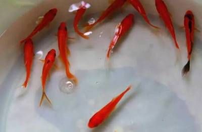 紅龍魚等級排行：如何鑒別一個紅龍魚是否達到了高級級別？ 水族問答 第1張