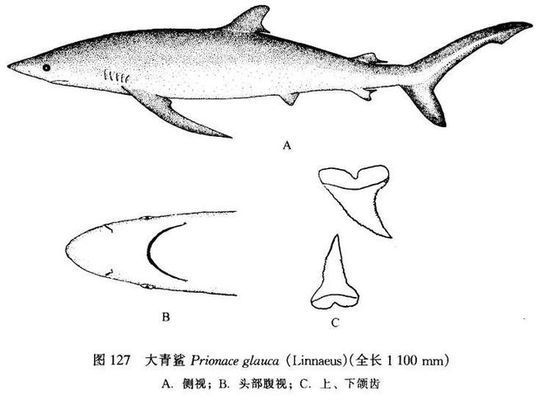 紅龍魚等級區(qū)分圖解：紅龍魚從幼魚到成魚的分級標準以及各階段的形態(tài)特征 水族問答 第1張