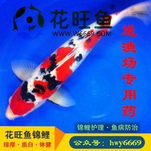 紅龍魚都有什么品種的：關(guān)于紅龍魚的一些疑問 水族問答 第1張