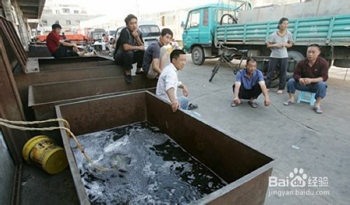 降低雪龍魚運輸損耗方法：如何降低雪龍魚運輸損耗 龍魚百科 第2張