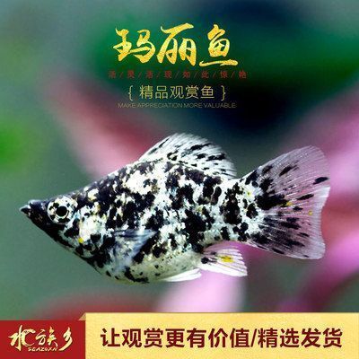 紅龍魚多大算成魚了：關(guān)于紅龍魚的疑問 水族問答 第1張