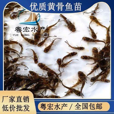 紅龍魚多久喂一次才不會兜嘴：紅龍魚在什么時間段喂食最好， 水族問答 第2張