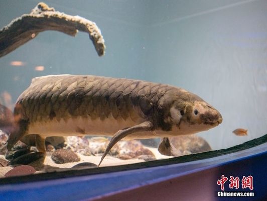 紅龍魚(yú)多久喂一次飼料：紅龍魚(yú)多久喂一次飼料，紅龍魚(yú)喂食頻率取決于多種因素 水族問(wèn)答 第2張