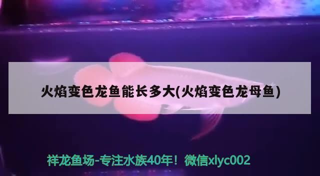 海霸魚缸下過濾分解圖視頻：海霸魚缸下過濾分解圖視頻詳情 魚缸百科 第1張