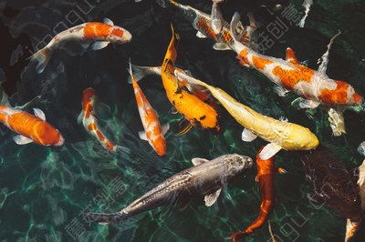 紅龍魚多長時間能發(fā)色正常：紅龍魚的發(fā)色過程 水族問答 第2張