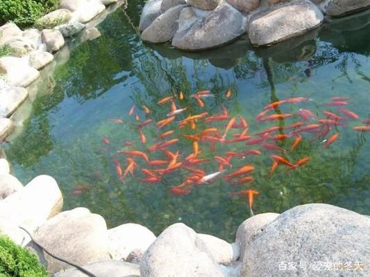 紅龍魚發(fā)色過程圖解：紅龍魚發(fā)色過程圖解, 水族問答