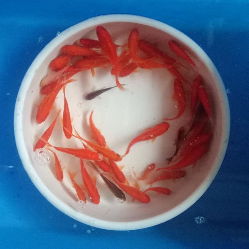 龍魚喂活魚 龍魚百科 第5張