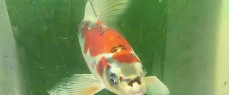 紅龍魚竿是什么品牌：-紅龍魚竿在中國市場的銷售情況如何 水族問答 第2張