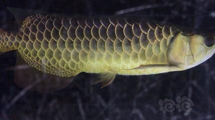 什么是古典過背金龍魚產(chǎn)品：古典過背金龍魚的主要特點 金龍魚百科 第4張