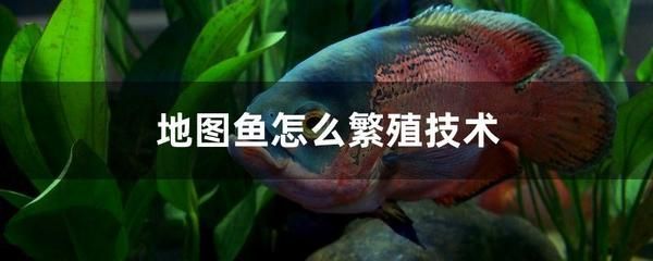 紅龍魚(yú)跟銀龍混養(yǎng)怎么樣：關(guān)于紅龍魚(yú)和銀龍混養(yǎng)的五個(gè)疑問(wèn)句 水族問(wèn)答 第2張