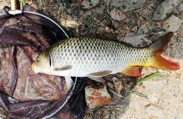 紅龍魚(yú)和金龍魚(yú)的特征是什么區(qū)別：關(guān)于紅龍魚(yú)和金龍魚(yú)的一些疑問(wèn)句 水族問(wèn)答 第1張