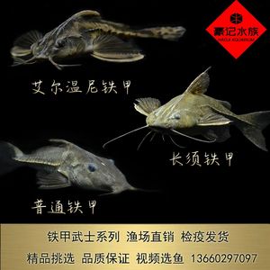 紅龍魚和金龍魚的特征一樣嗎：-紅龍魚和金龍魚是否有相同的生活習性 水族問答 第2張