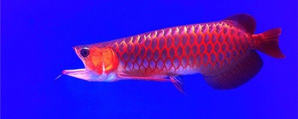 紅龍魚和銀龍魚混養(yǎng)怎么樣：如何確保紅龍魚和銀龍魚的健康與安全？ 水族問答