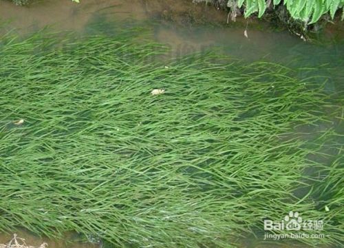 紅龍魚黑身：紅龍魚的黑身對健康有影響嗎？ 水族問答 第2張