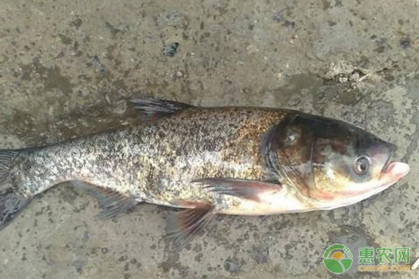 紅龍魚金龍魚銀龍魚哪個(gè)好養(yǎng)：紅龍魚、金龍魚、銀龍魚哪個(gè)更好養(yǎng)？ 水族問答 第1張