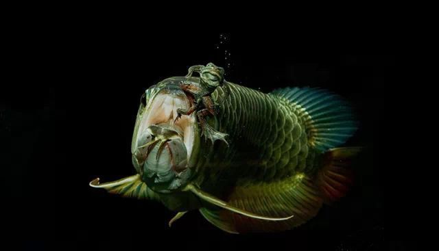 紅龍魚吃蝦好還是吃飼料好：紅龍魚飼料與活食搭配紅龍魚活蝦喂養(yǎng)技巧