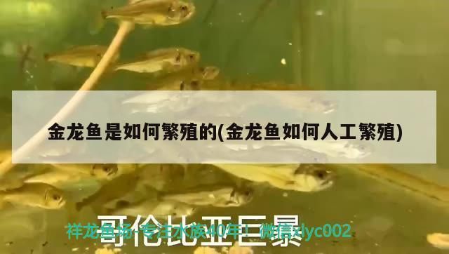 金龍魚繁殖箱內(nèi)植物選擇技巧：金龍魚繁殖箱內(nèi)植物的健康和繁殖效果，以下植物選擇技巧 金龍魚百科 第1張