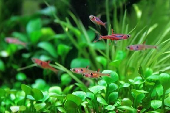 金龍魚繁殖箱內(nèi)植物選擇技巧：金龍魚繁殖箱內(nèi)植物的健康和繁殖效果，以下植物選擇技巧 金龍魚百科 第4張