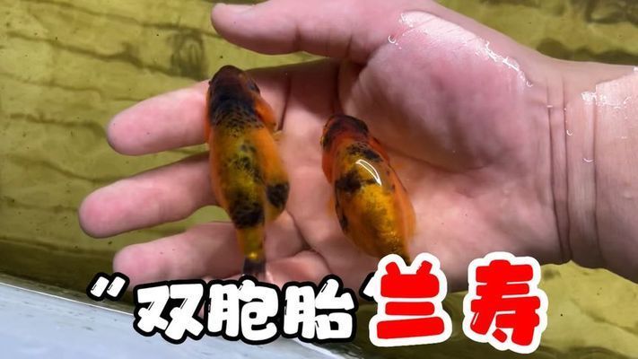 魚缸里有紅秀是啥原因：魚缸里有紅秀是啥原因查詢魚缸里有紅秀是啥原因 魚缸百科 第3張