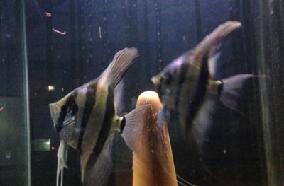 紅龍魚可以活幾年：如何判斷一只紅龍魚的健康狀態(tài)？ 水族問答 第1張