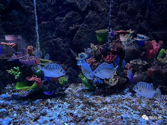 朝陽水族館：天元區(qū)朝陽水族館12月09日注冊地位于2020年12月09日 全國觀賞魚市場 第3張