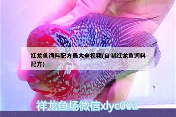 紅龍魚增色飼料配方表：紅龍魚增色飼料的配方 紅龍魚百科 第1張