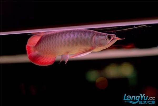 紅龍魚(yú)燈光使用方法：紅龍魚(yú)燈光使用方法摘要：紅龍魚(yú)燈光使用方法摘要 紅龍魚(yú)百科 第5張