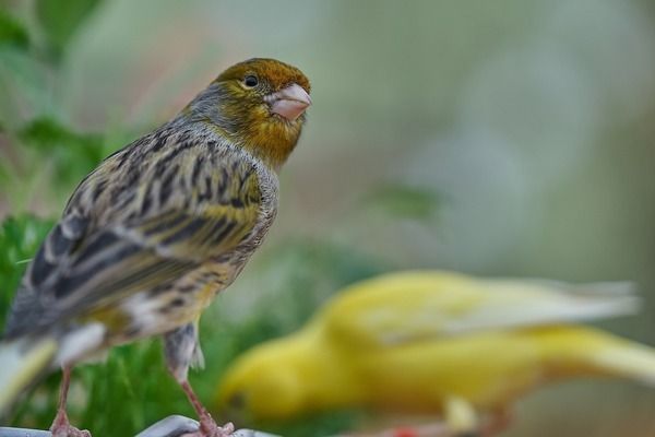 銀龍魚苗飼料搭配建議：銀龍魚苗的飼料搭配應包括高蛋白飼料、動物性飼料、合成飼料搭配 龍魚百科 第4張