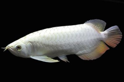 怎樣調(diào)理龍魚狀態(tài)：如何調(diào)理龍魚的健康狀況 龍魚百科 第2張