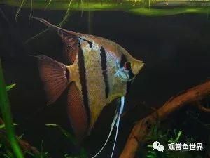 紅龍魚鱗片不亮怎么辦：為什么紅龍魚的鱗片會不亮？ 水族問答 第1張