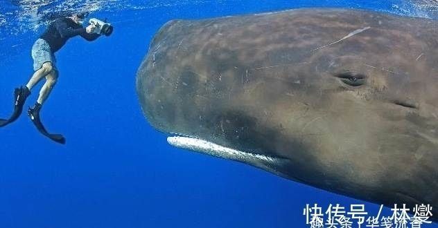 吐魯番觀賞魚批發(fā)市場：吐魯番水族批發(fā)市場在哪里