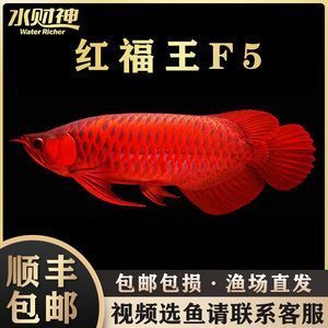 賽級(jí)紅龍魚：賽級(jí)紅龍魚是一種具有極高觀賞價(jià)值和商業(yè)價(jià)值的魚類 紅龍魚百科 第5張