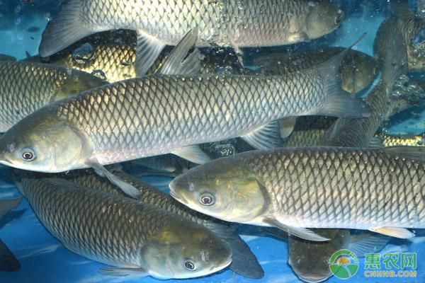 馬鞍山水族館：安徽馬鞍山市花山區(qū)奧趣水族館、奧趣水族館、奧趣水族館 全國觀賞魚市場 第2張