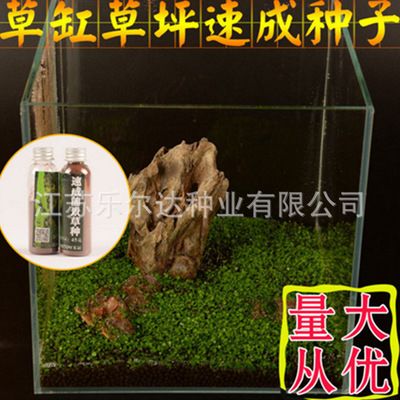 魚缸彩葉草圖片：彩葉草的養(yǎng)護(hù)技巧，彩葉草的水插方法詳解 魚缸百科 第2張