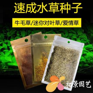 魚缸彩葉草圖片：彩葉草的養(yǎng)護(hù)技巧，彩葉草的水插方法詳解 魚缸百科 第3張