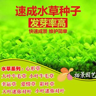 魚缸彩葉草圖片：彩葉草的養(yǎng)護(hù)技巧，彩葉草的水插方法詳解 魚缸百科 第4張