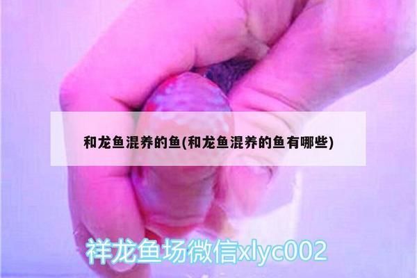 紅龍魚的藥能開什么：紅龍魚的藥能開什么？ 紅龍魚百科 第2張