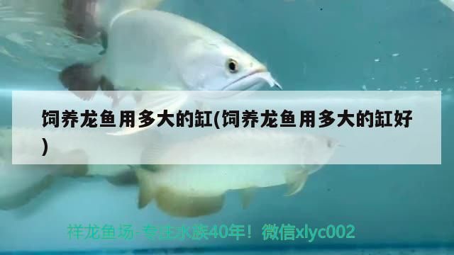 金龍魚尾巴打散了多久能好：金龍魚尾巴打散后如何護理 金龍魚百科 第5張