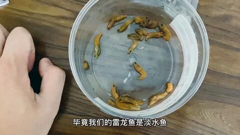 雷龍魚怎么喂食最好：雷龍魚訓(xùn)食技巧詳解雷龍魚活餌消毒方法詳解 龍魚百科 第5張