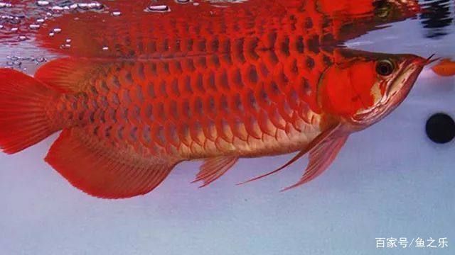 紅龍魚(yú)需要多大的魚(yú)缸合適：紅龍魚(yú)的魚(yú)缸尺寸 紅龍魚(yú)百科 第5張