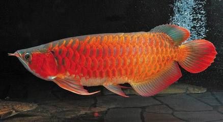 紅龍魚健康鱗片光澤鑒別：關(guān)于紅龍魚健康鱗片光澤鑒別的幾個要點(diǎn) 紅龍魚百科 第5張