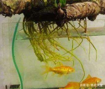 魚缸內(nèi)浮游生物的作用：如何培養(yǎng)魚缸中的浮游生物 魚缸百科 第1張