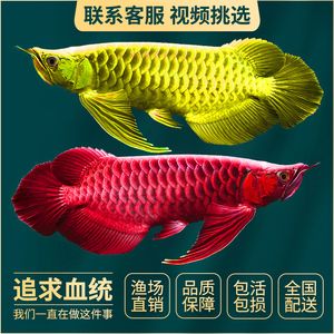 金龍魚(yú)活魚(yú)批發(fā)：金龍魚(yú)活魚(yú)批發(fā)價(jià)格 金龍魚(yú)百科 第1張