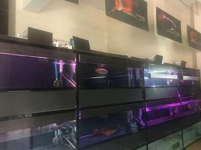 陽江龍魚專賣店：陽江水族店-陽江水族店 全國觀賞魚市場 第2張