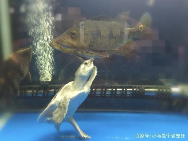 豬鼻龜?shù)姆敝撤椒ǎ贺i鼻龜怎么繁殖 豬鼻龜百科 第4張