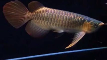 小紅龍魚(yú)怎么挑選好的魚(yú)苗 紅龍魚(yú)百科 第4張