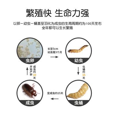 如何判斷龍魚飼料新鮮度：判斷龍魚飼料新鮮度的幾種方法 龍魚百科 第5張