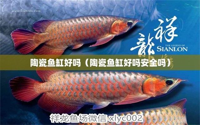 陶瓷魚缸與玻璃魚缸比較：陶瓷魚缸與玻璃魚缸各有優(yōu)缺點 魚缸百科 第4張